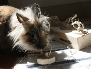 jeu-einsteinchen-04-mini.jpg