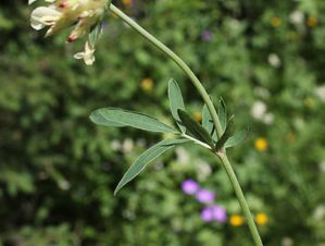 Anthyllis6.jpg