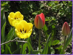 P4268305 tulipes