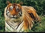 endangered-tiger.jpg