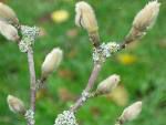 bourgeons.jpg