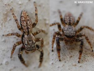 Marpissa muscosa