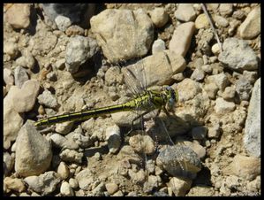 P1140924-Gomphus pulchellus 25 mai 2010 Les Mages