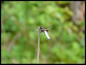 P1150655- Libellula depressa Chuttes de la Druise 6 juin 20