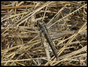 P1180106-Orthetrum cancellatum 26 août 2010 Lônes de Soyo