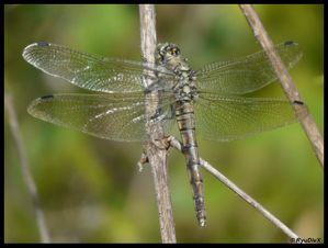 P1180112-Orthetrum cancellatum 26 août 2010 Lônes de Soyo