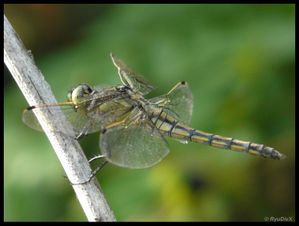 P1180148-Orthetrum cancellatum 26 août 2010 Lônes de Soyo