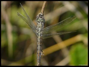 P1180162-Orthetrum cancellatum 26 août 2010 Lônes de Soyo