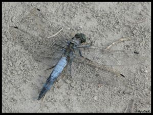 P1180235-Orthetrum cancellatum 26 août 2010 Lônes de Soyo