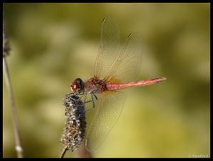 P1170973-Sympetrum fonscolombii 25 août 2010 Val de Drôme