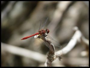P1170626-Sympetrum sanguineum 18 août 2010 Toulaud