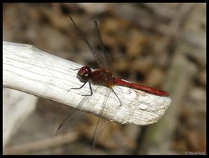 P1170634-Sympetrum sanguineum 18 août 2010 Toulaud