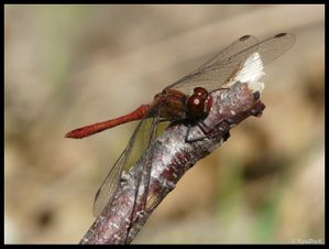P1170638-Sympetrum sanguineum 18 août 2010 Toulaud