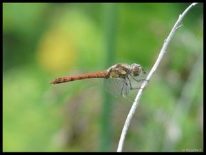 P1180088-Sympetrum striolatum 26 août 2010 Soyons