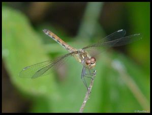 P1180114-Sympetrum striolatum 26 août 2010 Soyons