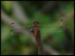 P1180120-Sympetrum striolatum 26 août 2010 Soyons