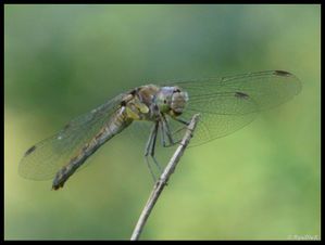 P1180180-Sympetrum striolatum 26 août 2010 Soyons