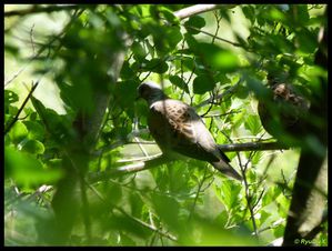 P1040524-Streptopelia turtur mai 2011