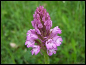 100 8830-Anacamptis pyramidalis 10 mai 2010 Crussol