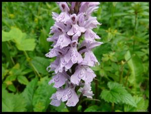 P1160299-Dactylorhiza fuchsii juin 2010 font d'urle