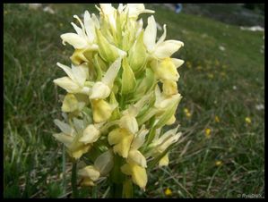 100 9428-Dactylorhiza sambucina juin 2010 font d'urle