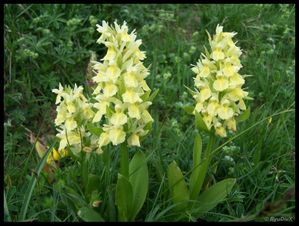 100 9435-Dactylorhiza sambucina juin 2010 font d'urle