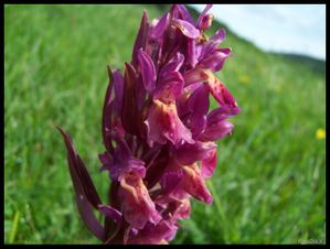 100 9450-Dactylorhiza sambucina juin 2010 font d'urle