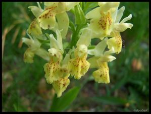 100 9474-Dactylorhiza sambucina juin 2010 font d'urle