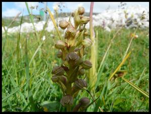 P1150880-Dactylorhiza viridis Font d'Urle juin 2010