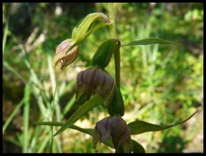 P1160712-Epipactis helleborine Font d'Urle juin 2010