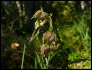 P1160714-Epipactis helleborine Font d'Urle juin 2010