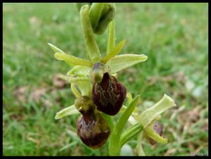 P1020464-Ophrys araneola 27 mars 2011 Crussol