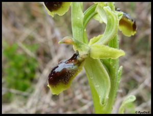 P1020515-Ophrys araneola 27 mars 2011 Crussol