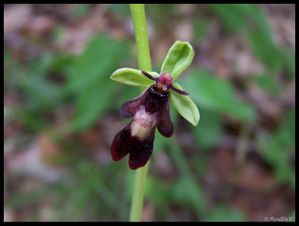 100 9325-Ophrys insectifera 6 juin 2010 Eygluy