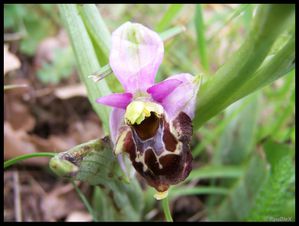 100 8880-Ophrys pseudoscolopax 10 mai 2010 Crussol