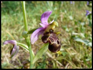 P1130363-Ophrys scolopax mai 2010 les mages