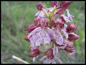 111 8689-Orchis pupurea mai 2010 les mages