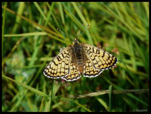 P1130728-Melitaea cinxia 8 mai 2010 Lozeron