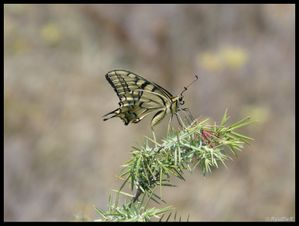 P1070001-Papilio machaon juillet 2008