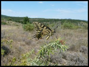 P1070003-Papilio machaon juillet 2008