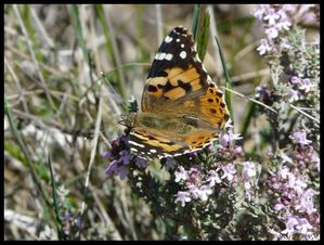 P1090871-Vanessa cardui - Les Mages - mai 2009