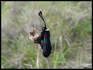 P1130468-Zygaena lavandulae Les Mages mai 2010