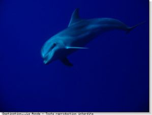 Tahiti-gros-plan-dauphins