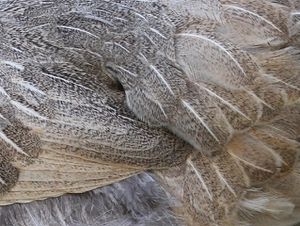 plume-poule 2084