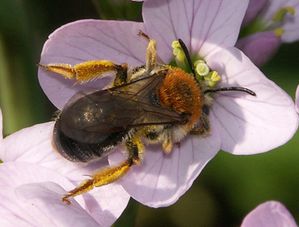 andrena_haemorrhoea_strom090407rec.jpg