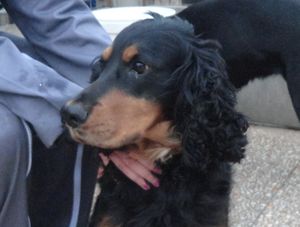MANNY BOY - cocker spaniel noir/feu 7 ans (5 ns de refuge - deprime- ARPA à Ris Orangis (91) Manny-portrait-copie-2