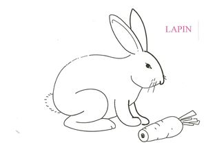 LAPIN.jpg