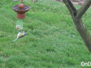 mésange au casdal-border