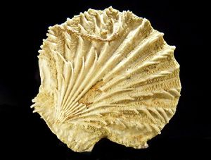 Echinopecten barbatus