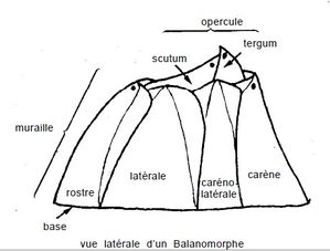 Croquis Balane
